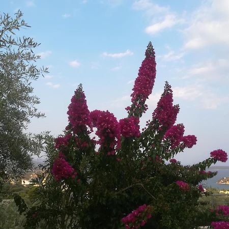 托隆Πέτρα, Ελιά Και Λεβάντα别墅 外观 照片