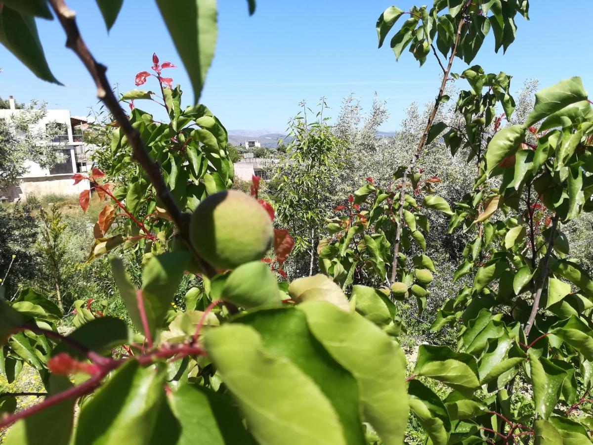 托隆Πέτρα, Ελιά Και Λεβάντα别墅 外观 照片