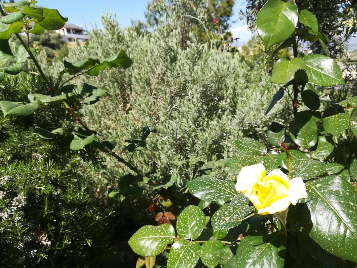 托隆Πέτρα, Ελιά Και Λεβάντα别墅 外观 照片