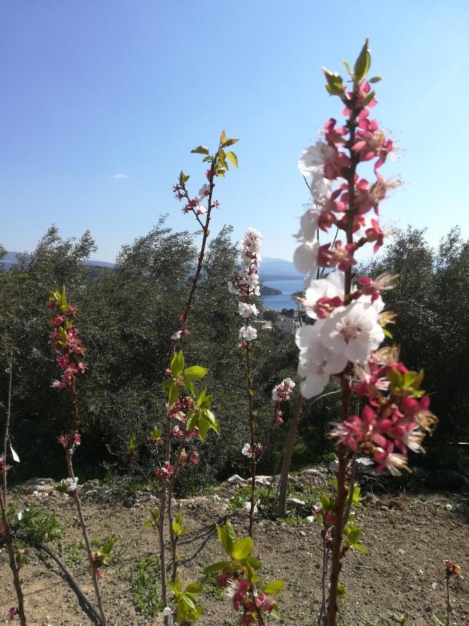 托隆Πέτρα, Ελιά Και Λεβάντα别墅 外观 照片