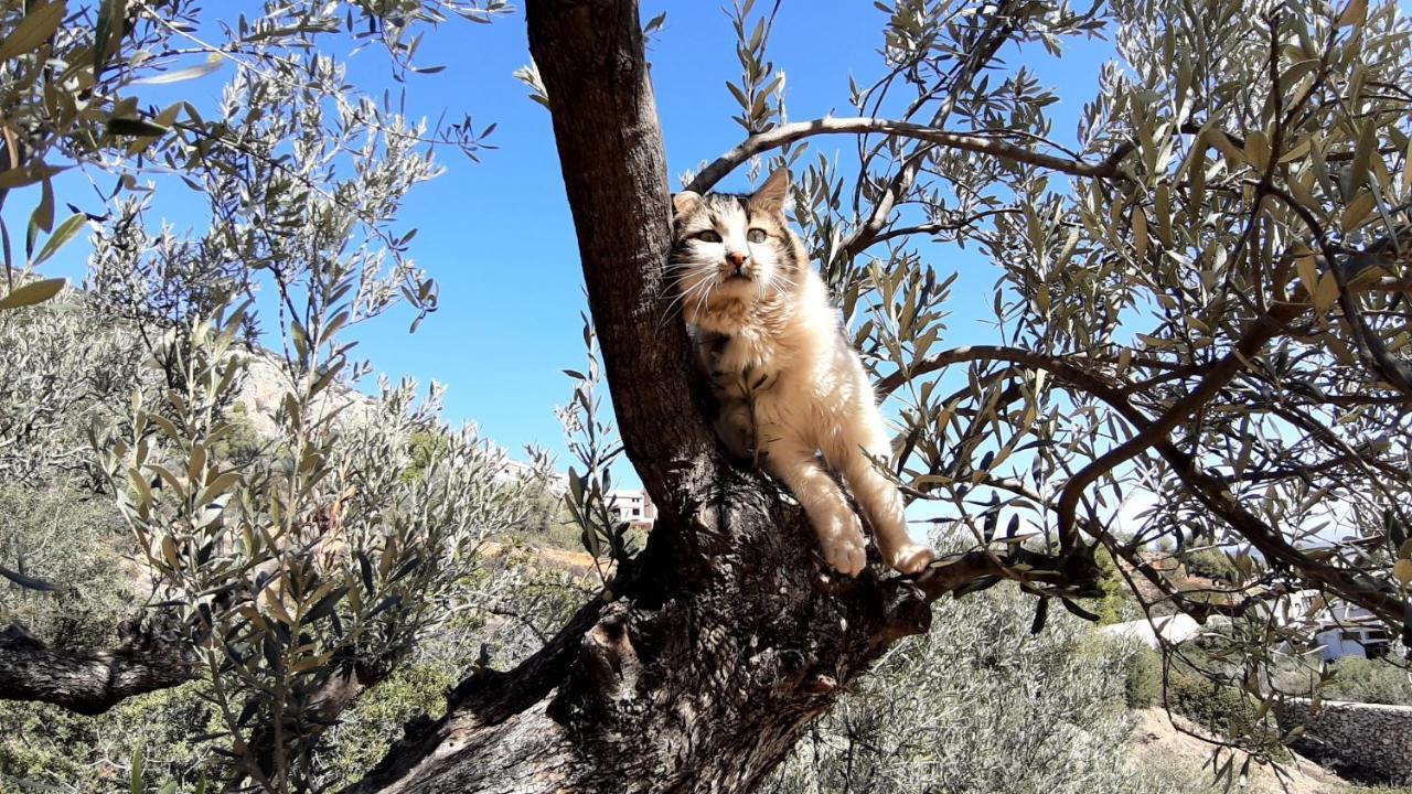 托隆Πέτρα, Ελιά Και Λεβάντα别墅 外观 照片